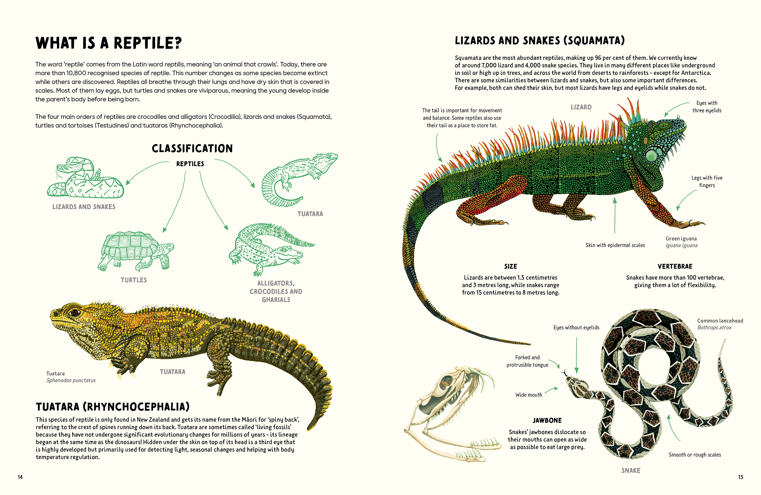 Reptiles and Amphibians - Image 4